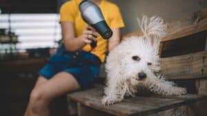 Dog getting hair dried